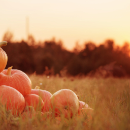 Pumpkins in The Park and Tips To Carving